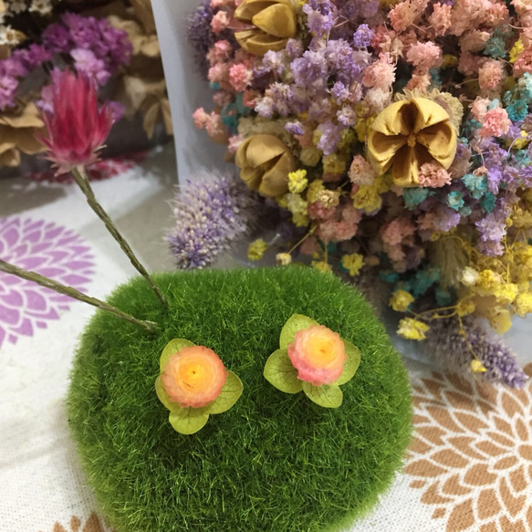 《春陽》 |蠟菊、繡球花 第1張的照片