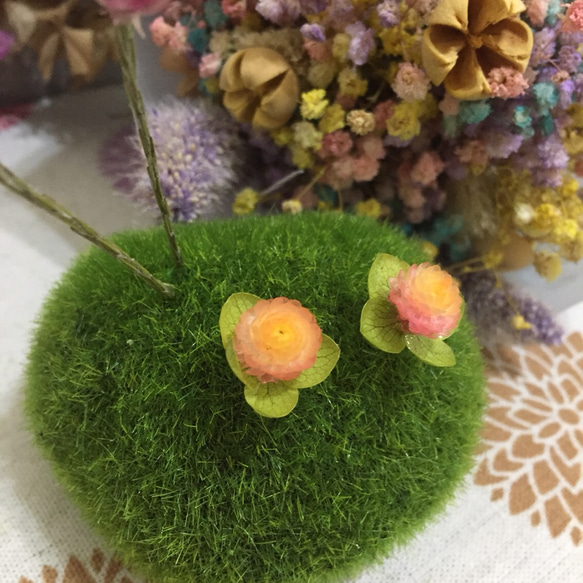 《春陽》 |蠟菊、繡球花 第2張的照片