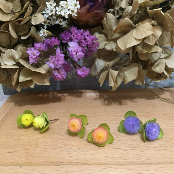 《春陽》 |蠟菊、繡球花 第4張的照片