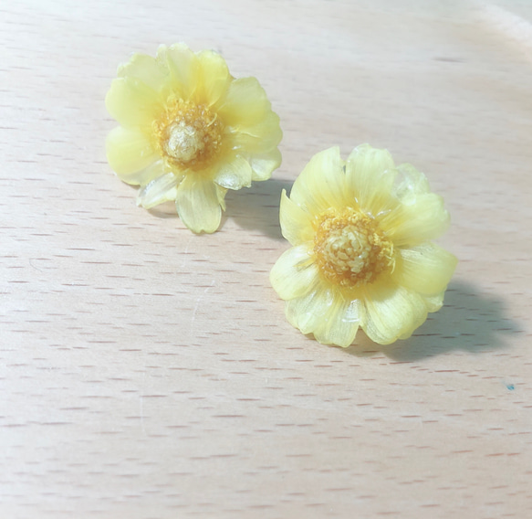 《百日菊》真花耳環 純銀耳針（須訂製）獨家款 第2張的照片