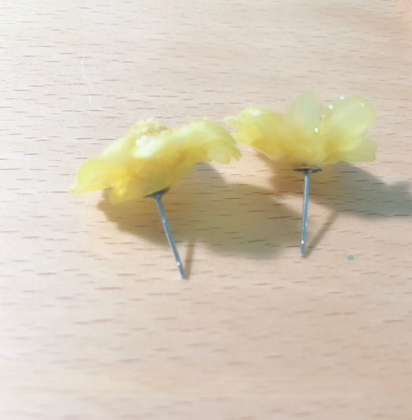 《百日菊》真花耳環 純銀耳針（須訂製）獨家款 第3張的照片