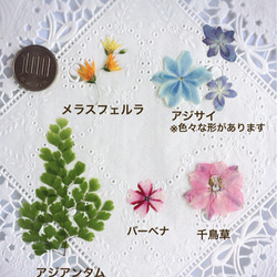 【再販】押し花素材～パステルカラーセット～ 4枚目の画像