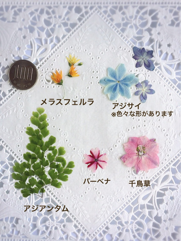 【再販】押し花素材～パステルカラーセット～ 4枚目の画像