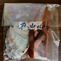 希少な【レッドアバロンシェル】&【天然木の台座】SET 3枚目の画像