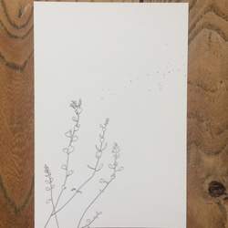 ポストカード　「春のユーカリ」　３枚入り 1枚目の画像