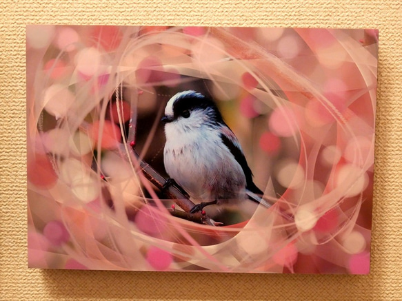 A5サイズの野鳥写真パネルその１ 1枚目の画像