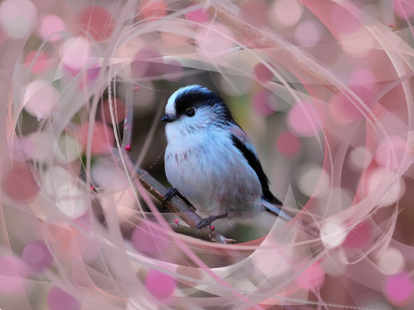 A5サイズの野鳥写真パネルその１ 6枚目の画像