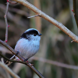 A5サイズの野鳥写真パネルその２ 6枚目の画像