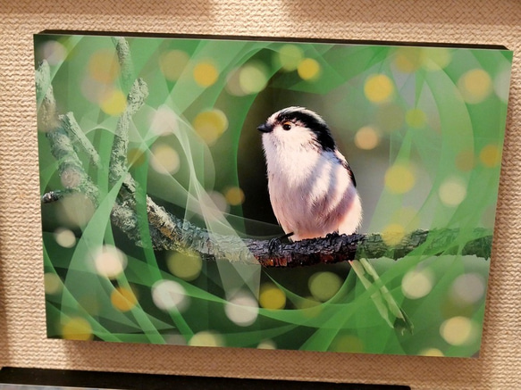 A5サイズの野鳥写真パネルその４ 1枚目の画像