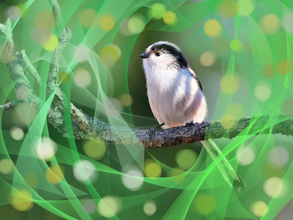 A5サイズの野鳥写真パネルその４ 6枚目の画像