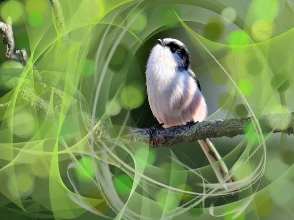 A5サイズの野鳥写真パネルその６ 6枚目の画像