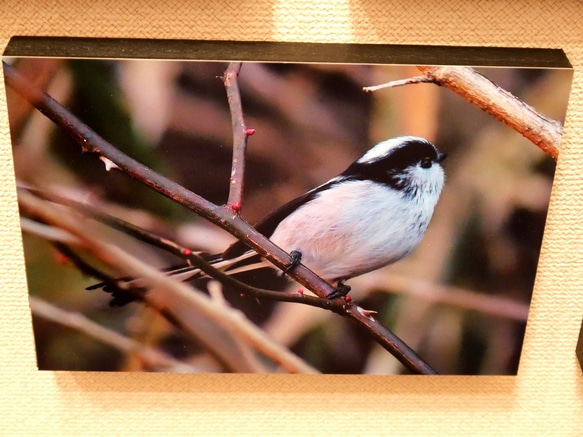 A5サイズの野鳥写真パネルその１０ 1枚目の画像