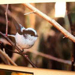A３サイズの野鳥写真パネルその１ 1枚目の画像