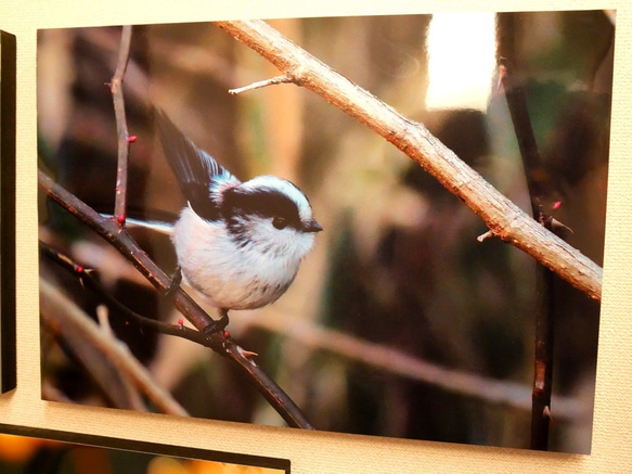 A３サイズの野鳥写真パネルその１ 1枚目の画像