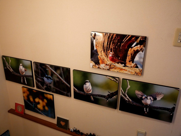 A３サイズの野鳥写真パネルその１ 5枚目の画像