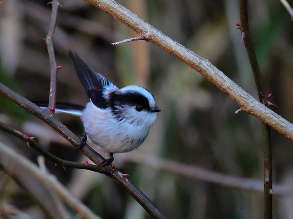 A３サイズの野鳥写真パネルその１ 6枚目の画像