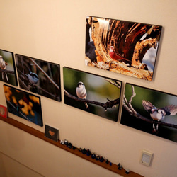 A３サイズの野鳥写真パネルその２ 2枚目の画像
