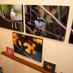 A３サイズの野鳥写真パネルその２ 3枚目の画像