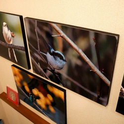 A３サイズの野鳥写真パネルその２ 4枚目の画像