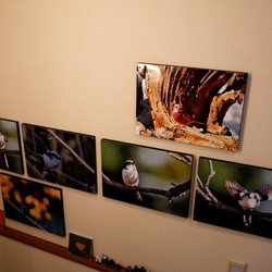 A３サイズの野鳥写真パネルその２ 5枚目の画像