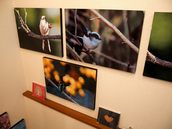 A３サイズの野鳥写真パネルその３ 3枚目の画像