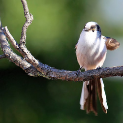 A３サイズの野鳥写真パネルその３ 6枚目の画像