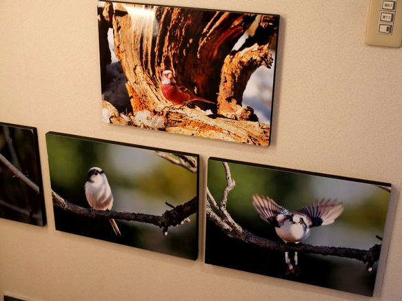 A３サイズの野鳥写真パネルその４ 3枚目の画像