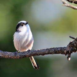 A３サイズの野鳥写真パネルその４ 5枚目の画像