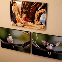 A３サイズの野鳥写真パネルその５ 3枚目の画像