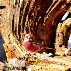 A３サイズの野鳥写真パネルその５ 6枚目の画像