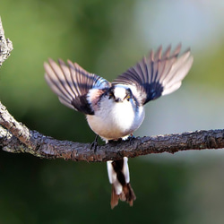 A３サイズの野鳥写真パネルその６ 6枚目の画像