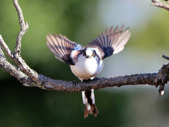 A３サイズの野鳥写真パネルその６ 6枚目の画像