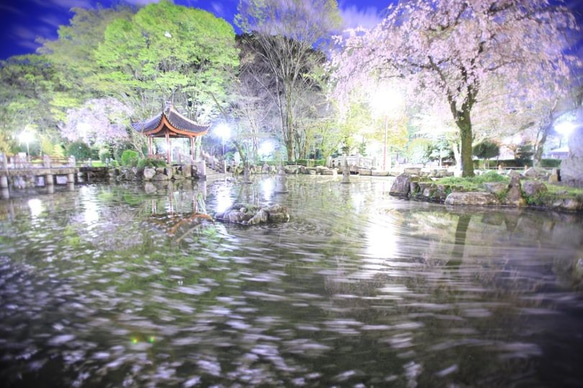 A4　写真　プリント　桜 1枚目の画像