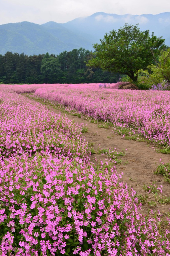 Ａ4　写真　プリント　ナデシコ 1枚目の画像