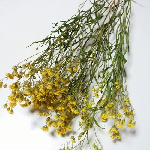 ソリダスターのドライフラワー！Atelier kouan ドライフラワー kouan