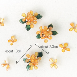 orange osmathus 金木犀　キンモクセイ　 4枚目の画像