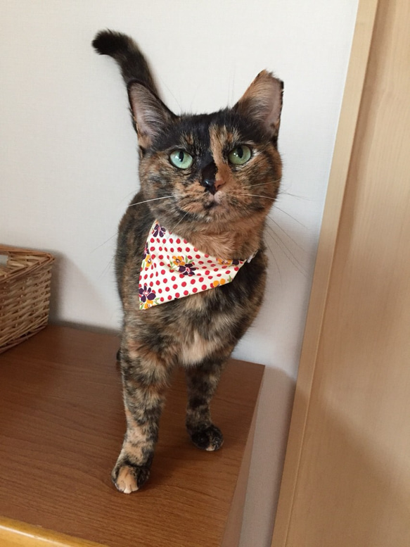 《猫用》 バンダニャ首輪 バンダナ スカーフ 猫首輪 安全バックル使用 5枚目の画像