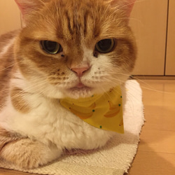 《猫用》 バンダニャ首輪 バンダナ スカーフ 猫首輪 安全バックル使用 リンゴ 5枚目の画像