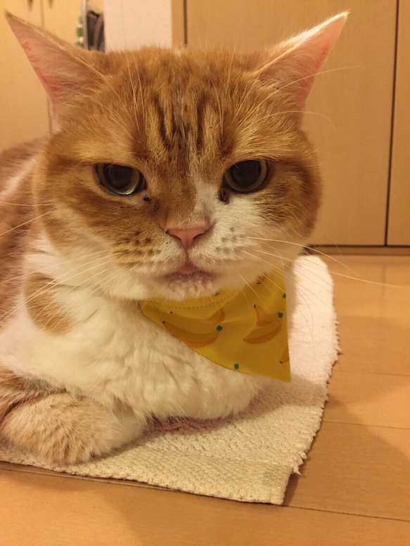 《猫用》 バンダニャ首輪 バンダナ スカーフ 猫首輪 安全バックル使用 リンゴ 5枚目の画像