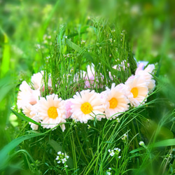 送料無料マーガレットFlower Baby Headband(赤ちゃん用ヘアバンド)/フェルト 1枚目の画像