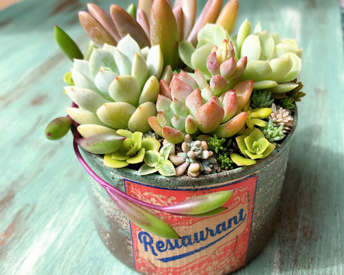 ★多肉植物　寄せ植え〜リメ缶寄せ〜★ 多肉植物 寄せ植え ♡オリジナルリメ缶♡ vol.3 その他インテリア雑貨