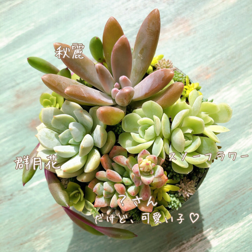 ★多肉植物　寄せ植え〜リメ缶チェーン寄せ〜★ リメ缶de多肉寄せ植え - 三郷中央におどりプラザ
