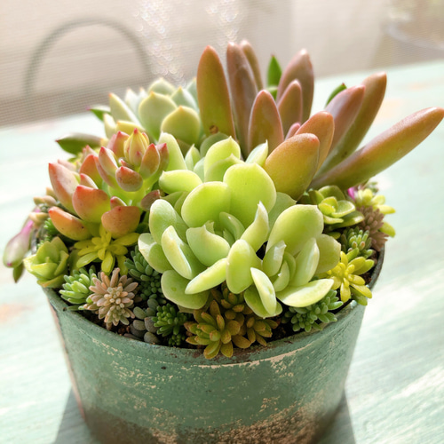 多肉植物 寄せ植え ♡オリジナルリメ缶♡ vol.3 その他インテリア雑貨