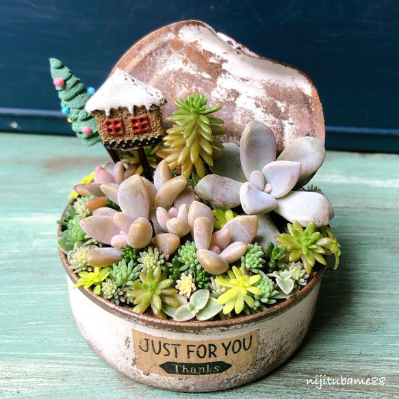 多肉植物*そのまま飾れる 寄せ植え* winter バージョン その他 多肉植物*そのまま飾れる 寄せ植え* winter バージョン その他
