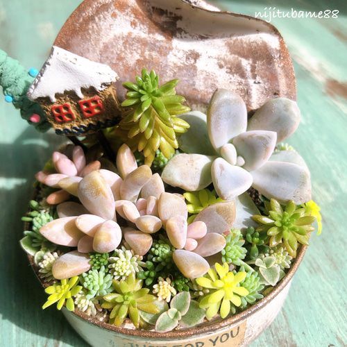 多肉植物 ♡そのまま飾れる寄せ植え♡2点セット♬.*゜ Amazon.co.jp: 多肉植物 そのまま飾れる寄せ植え 白陶器鉢 底穴