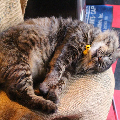 ボス猫×スクーター「BIG BOSS CAT」Tシャツ 杢グレー Sサイズ