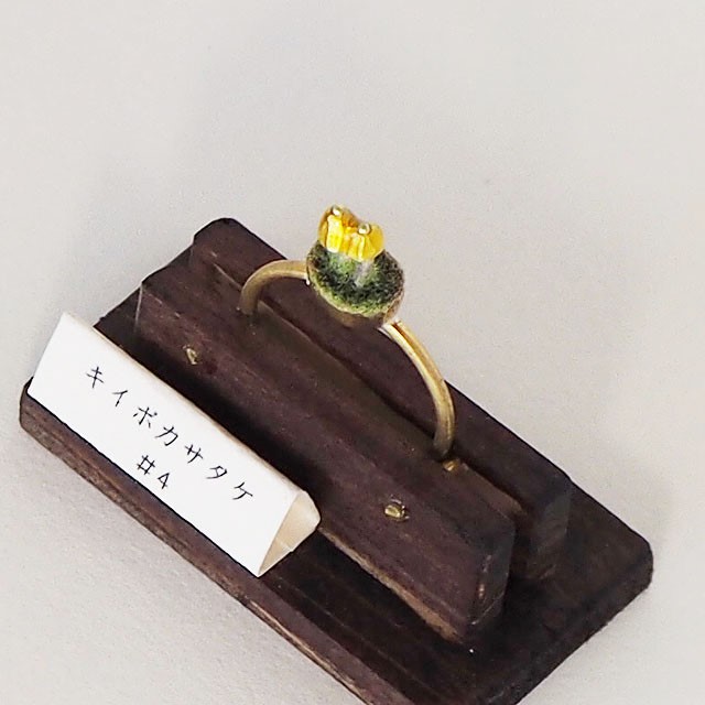 BONSAI MUSHROOM キイボカサタケ リング4号