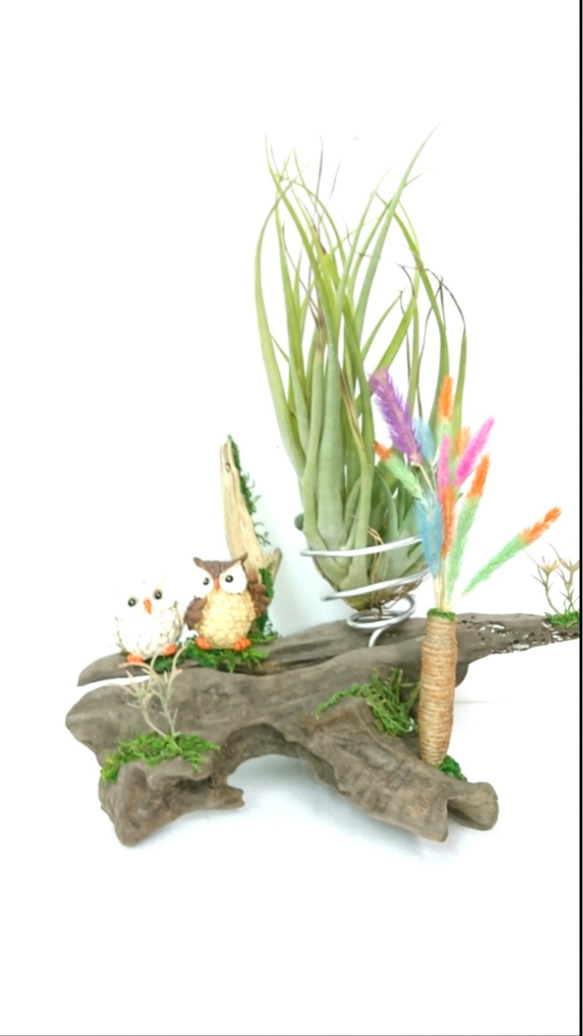 流木と特大エアプランツのオブジェ(フクロウ がペアに、かわいい猫じゃらしも ╋しました。 6枚目の画像