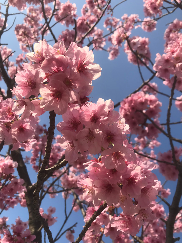 キッズリボン【各色2こ/1セット】桜餅のお色味☆ヘアゴム 6枚目の画像