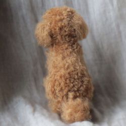 ポンポン犬　トイプードル(おすわり) 4枚目の画像